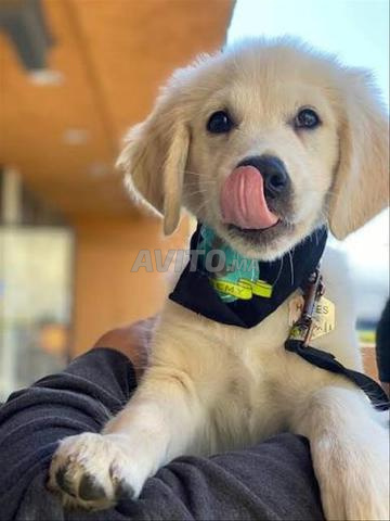 Chiot Golden Retriever