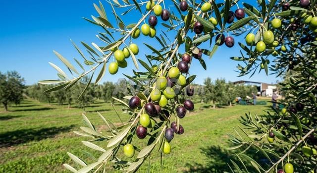 Huile d'olive vierge extra 100% Beni Mellal - Nouvelle pression 2027/2026