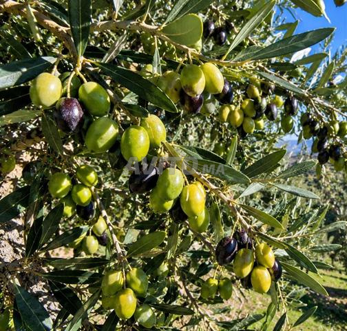 Huile d'olive vierge extra 100% Beni Mellal - Nouvelle pression 2027/2026 - 2