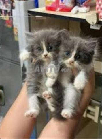 bébé chaton bleuress age 50 j - 2