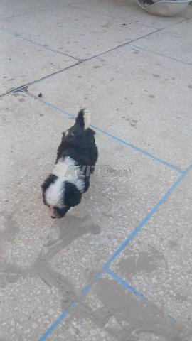 Chiens caniches à vendre - 2