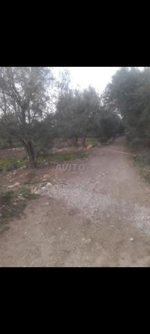 Agiga Timoullilt - 2