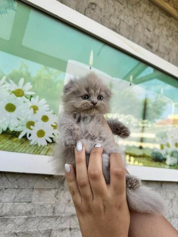 Femelle Scottish Fold Highland lilac