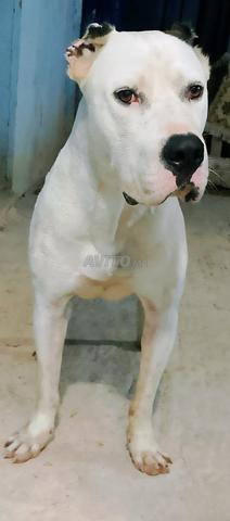 Mâle Dogo Argentino