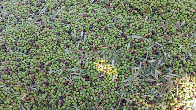 Bouteille d'huile d'olive remplie à la demande, prix raisonnable - 2