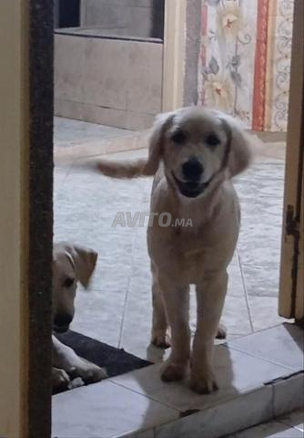 ذكر وأنثى من نوع لابرادور