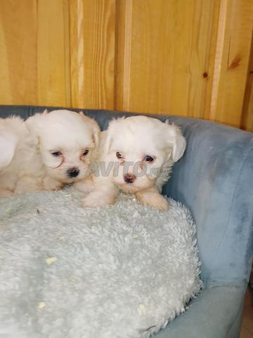 Bichon Maltais nain - 2