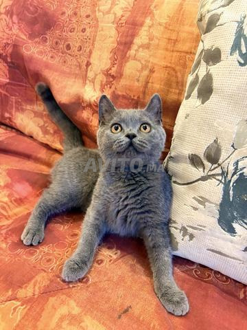 Chatons Scottish Shorthair Bleus - 2