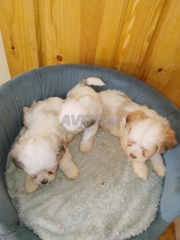 Bichon Havanais - 2