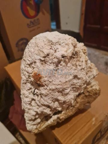 العنبر الحوتي - 2