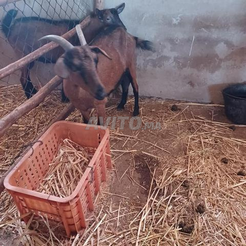 Chèvre de race "Al Bayn" à vendre - 2
