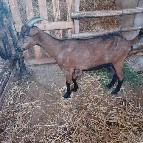Chèvre de race "Al Bayn" à vendre