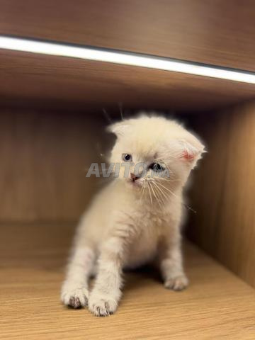 Adorable Scottish fold femelle
