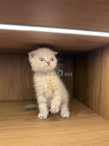 Adorable Scottish fold femelle