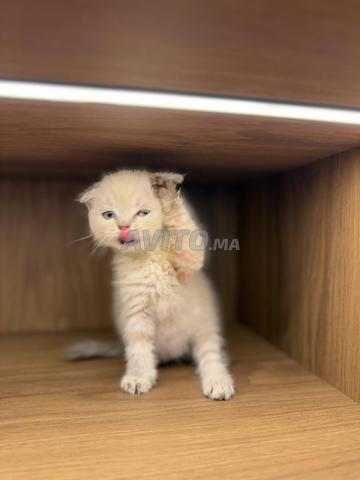 Adorable Scottish fold femelle