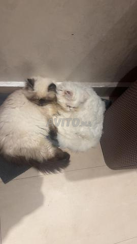 Vente (2 chats) Persans Himalaya et Moon Face