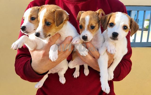 Jack Russell