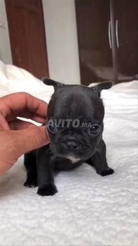 Chiot bouledogue français exotique - 2
