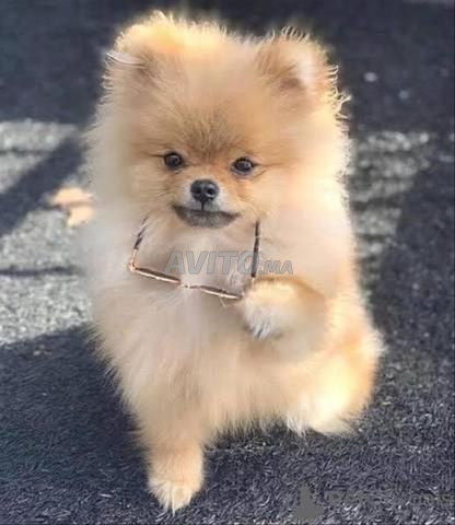 Spitz tee cop (Pomeranian) - 2
