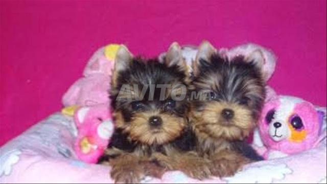 Chiot Yorkshire Toy - 2