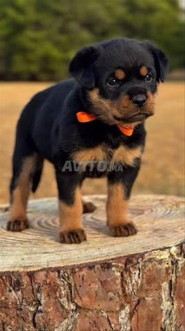 Chiots Rottweiler - 2