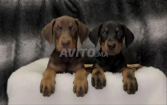 Chiot Dobermann avec pédigrée - 2
