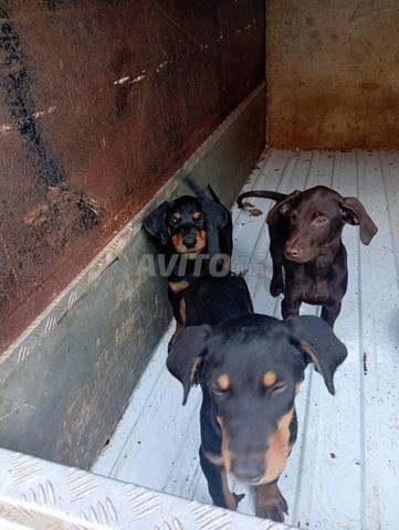 Doberman de race rare - 2