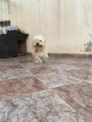 Chien Bichon Frisé (Caniche) - 2