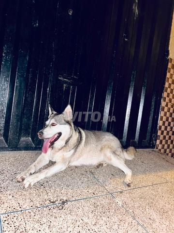 Chiens Husky
