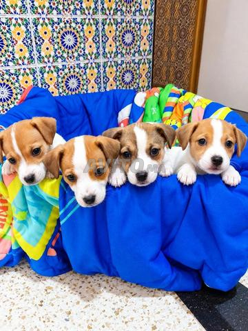 Jack Russell