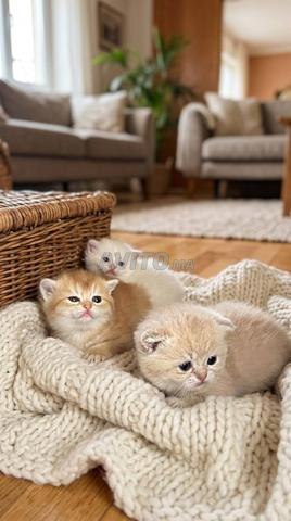 British Shorthair - 2