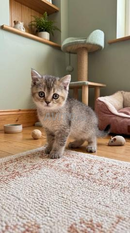 British Shorthair golden tabby - 2