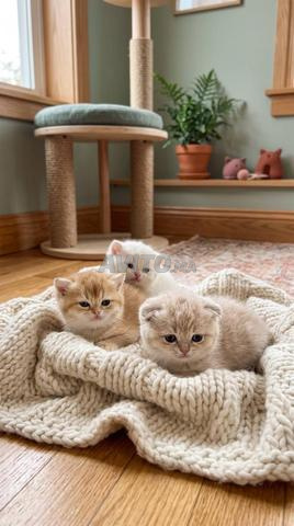 British shorthair - 2