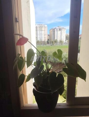 Belle plante d’intérieur avec fleur rose 🌿