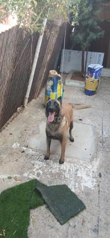 Malinois Mohammedia - 2