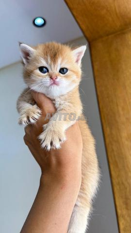 Femelle British Shorthair golden ny25 - 2