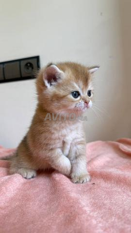 British shorthair golden ny25 - 2