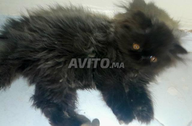Chaton Persan - 2