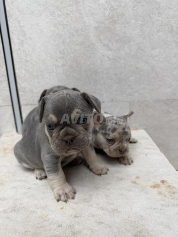 Bouledogue français