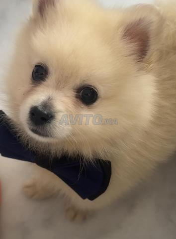 – ADORABLE SPITZ JAPONAIS DE 7 MOIS - 2