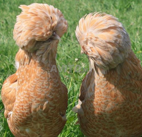 Oeufs fertiles race Bado couleur Chamo