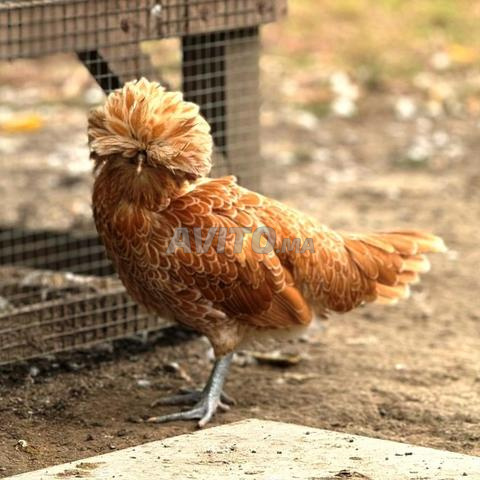 Oeufs fertiles race Bado couleur Chamo - 2