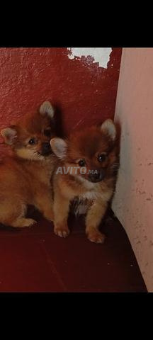 Chiot Spitz - 2