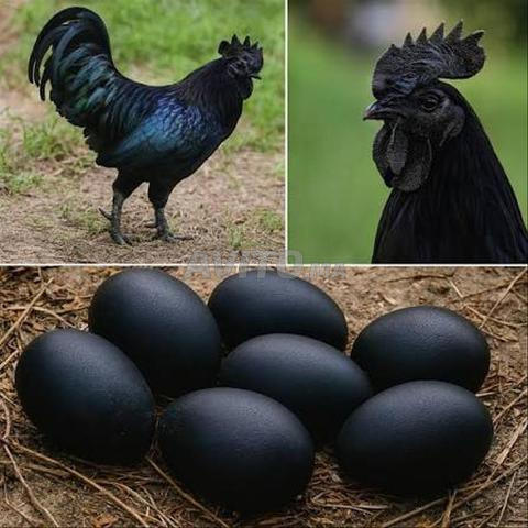 Oeufs fertiles race Ayam Cemani - 2