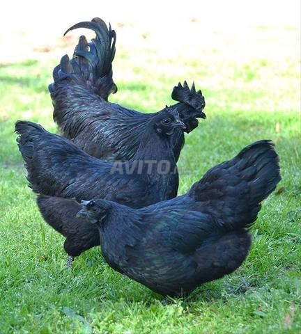 Oeufs fertiles race Ayam Cemani