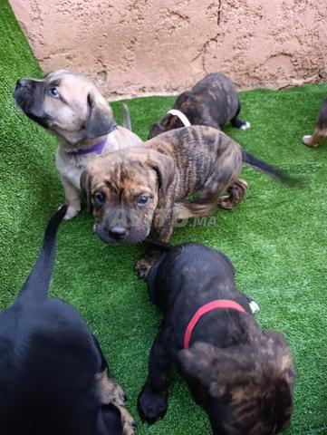 Chiots Presa Canario