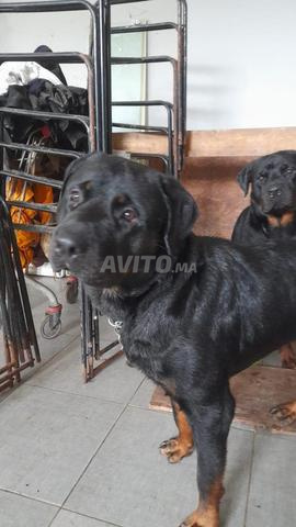 2 rottweiler royal - 2