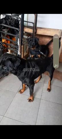 Rottweiler royal - 2