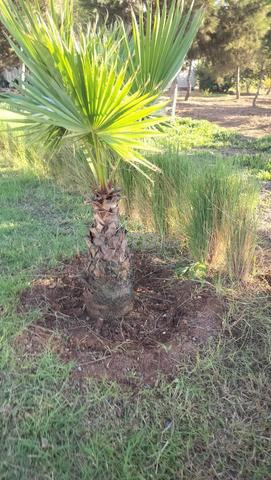 800 نخلة واشنطونيا – منطقة سطات - 2