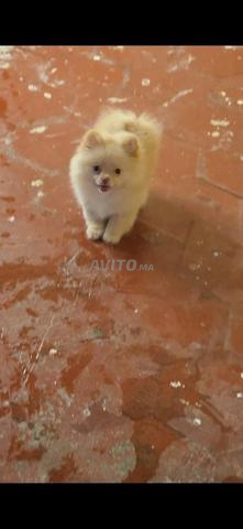 Spitz nain - 2